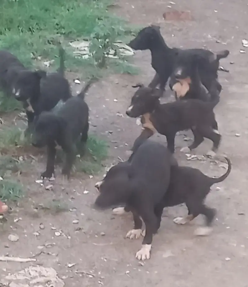 pure country bareed tazi puppy's important blood line top quality and — photo 2