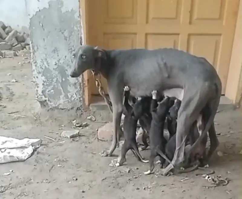 pure country bareed tazi puppy's important blood line top quality and — photo 3
