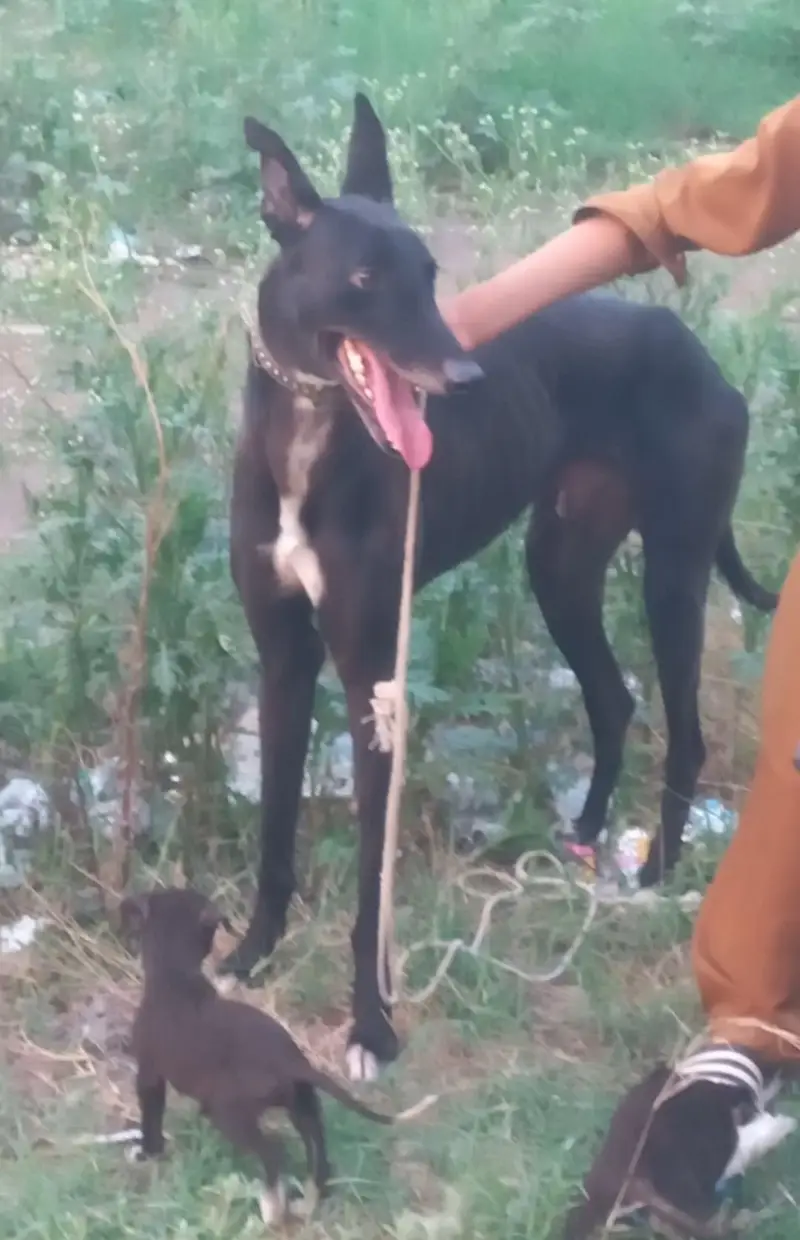pure country bareed tazi puppy's important blood line top quality and — photo 5