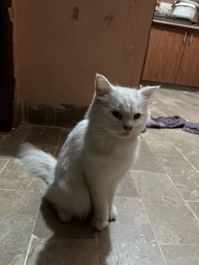 Persian Cat Female for Urgent Sale