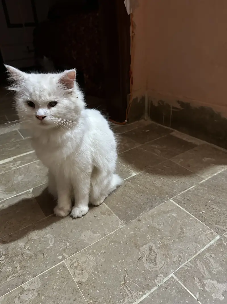 Persian Cat Female for Urgent Sale — photo 2