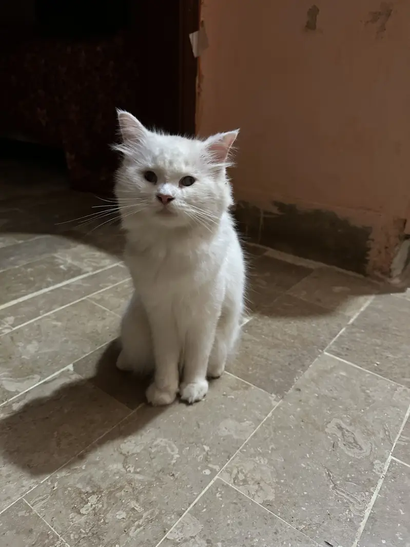 Persian Cat Female for Urgent Sale — photo 3