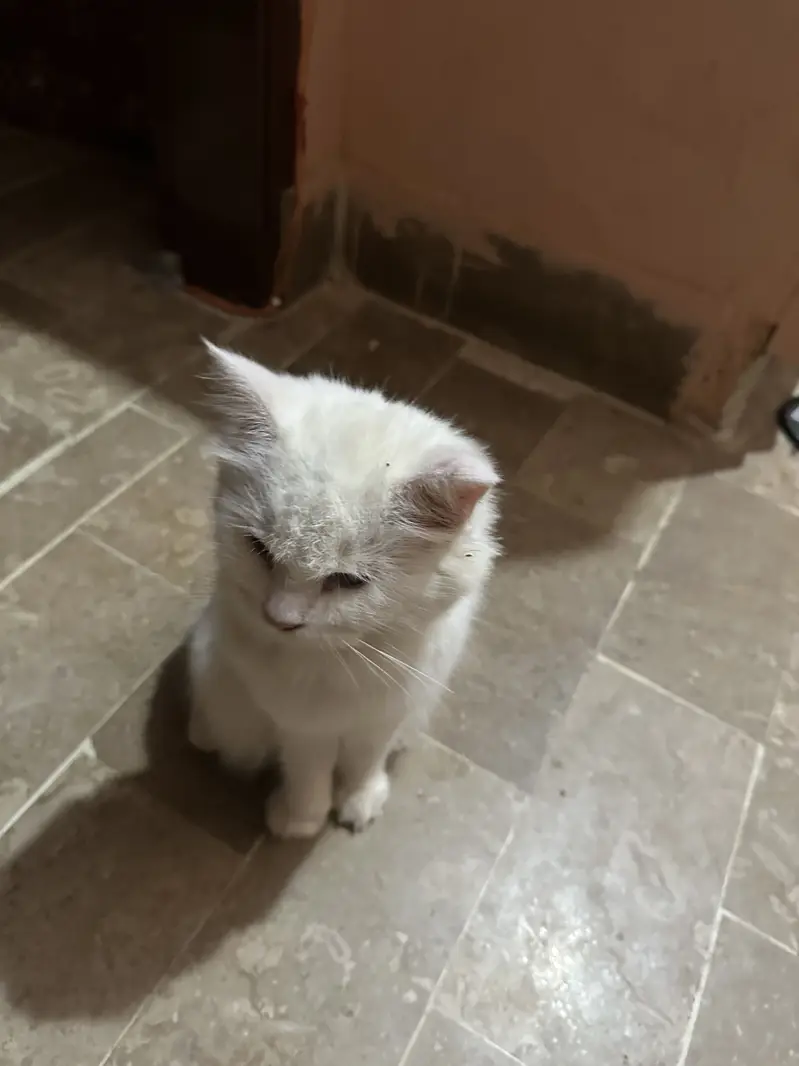 Persian Cat Female for Urgent Sale — photo 4