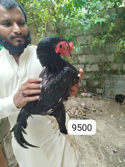Aseel lasani home breed