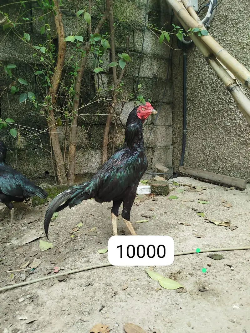 Aseel lasani home breed — photo 2