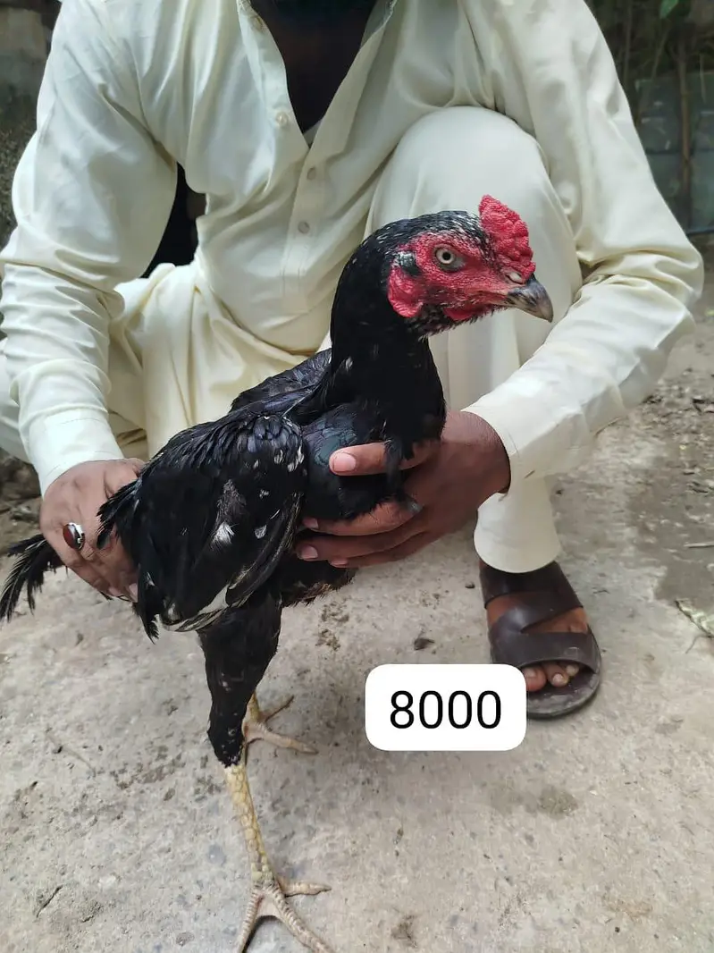Aseel lasani home breed — photo 3
