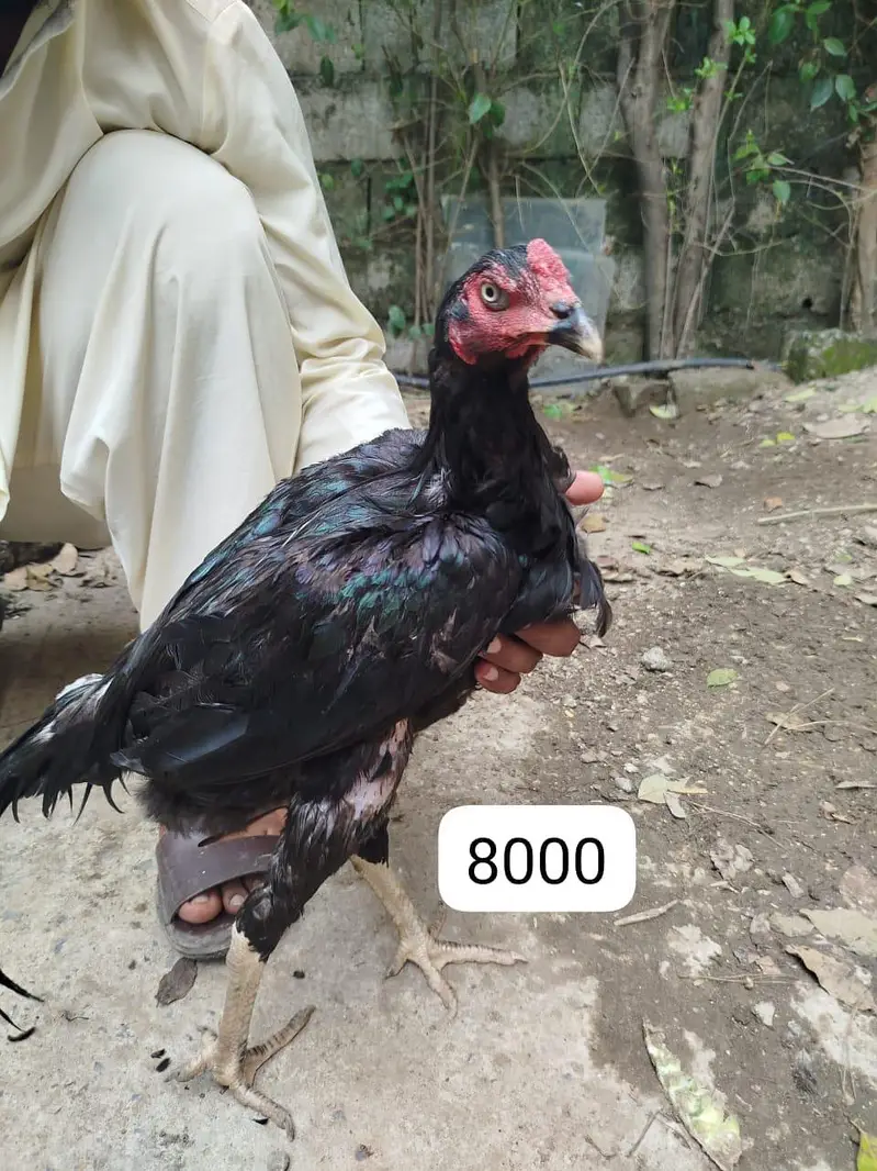 Aseel lasani home breed — photo 4