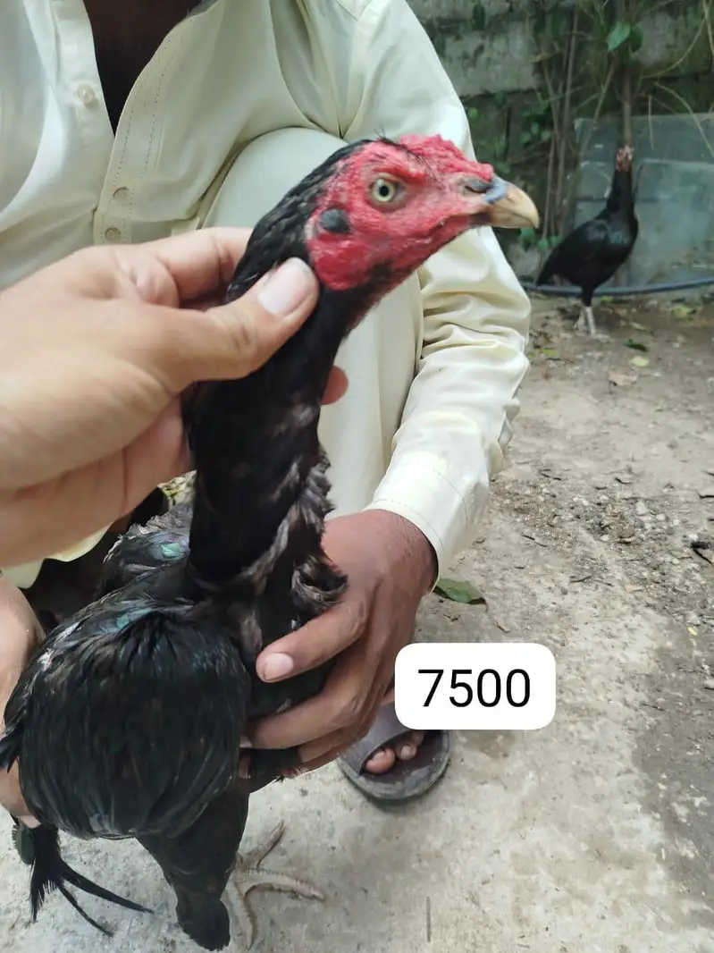 Aseel lasani home breed — photo 5
