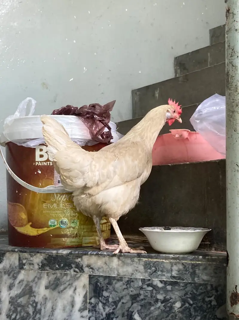 murgha murgi active ha agg deti ha — photo 3