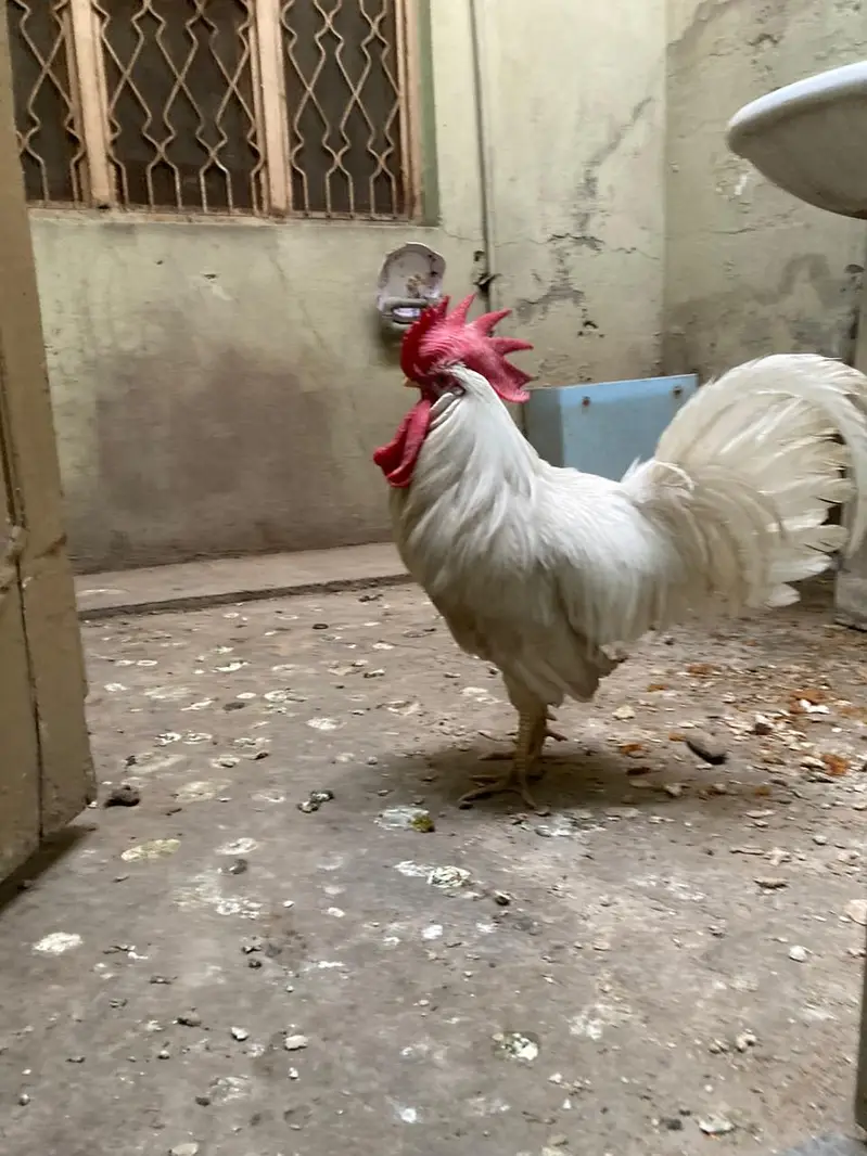 murgha murgi active ha agg deti ha — photo 6