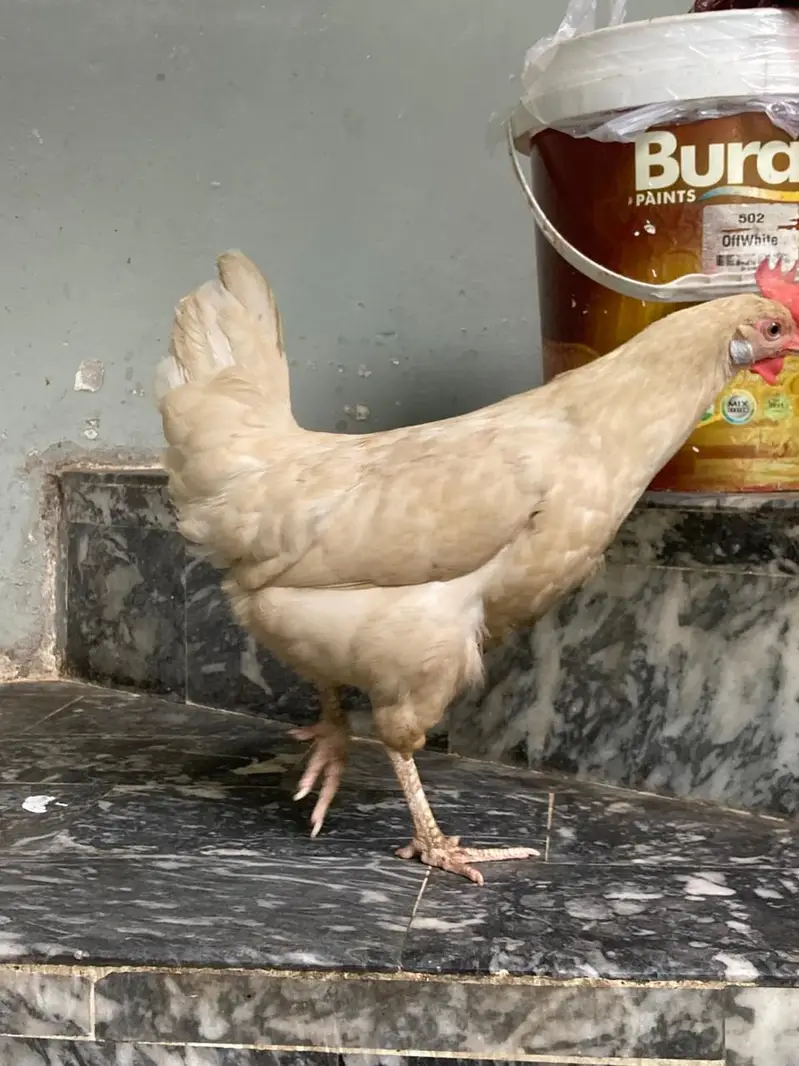 murgha murgi active ha agg deti ha — photo 7