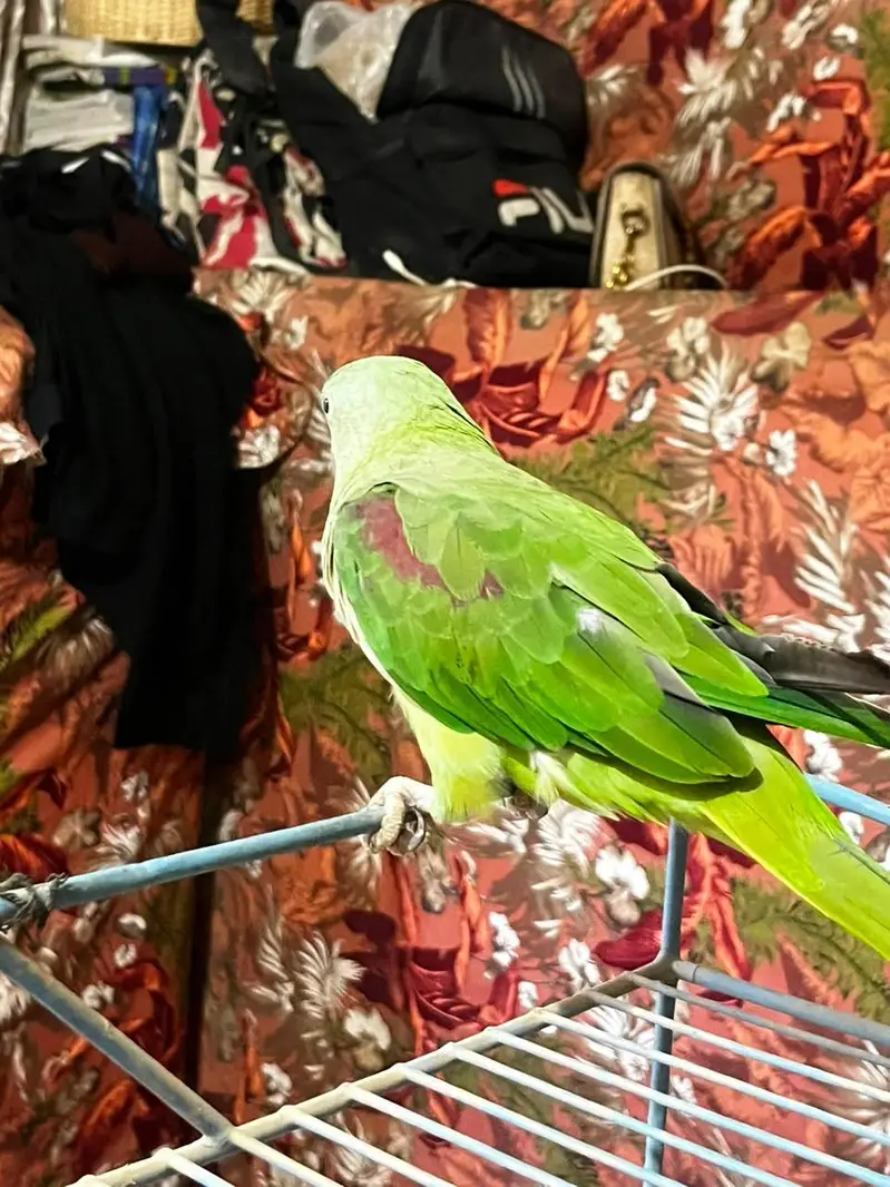 Kashmiri raw parrot healthy hand tame — photo 2