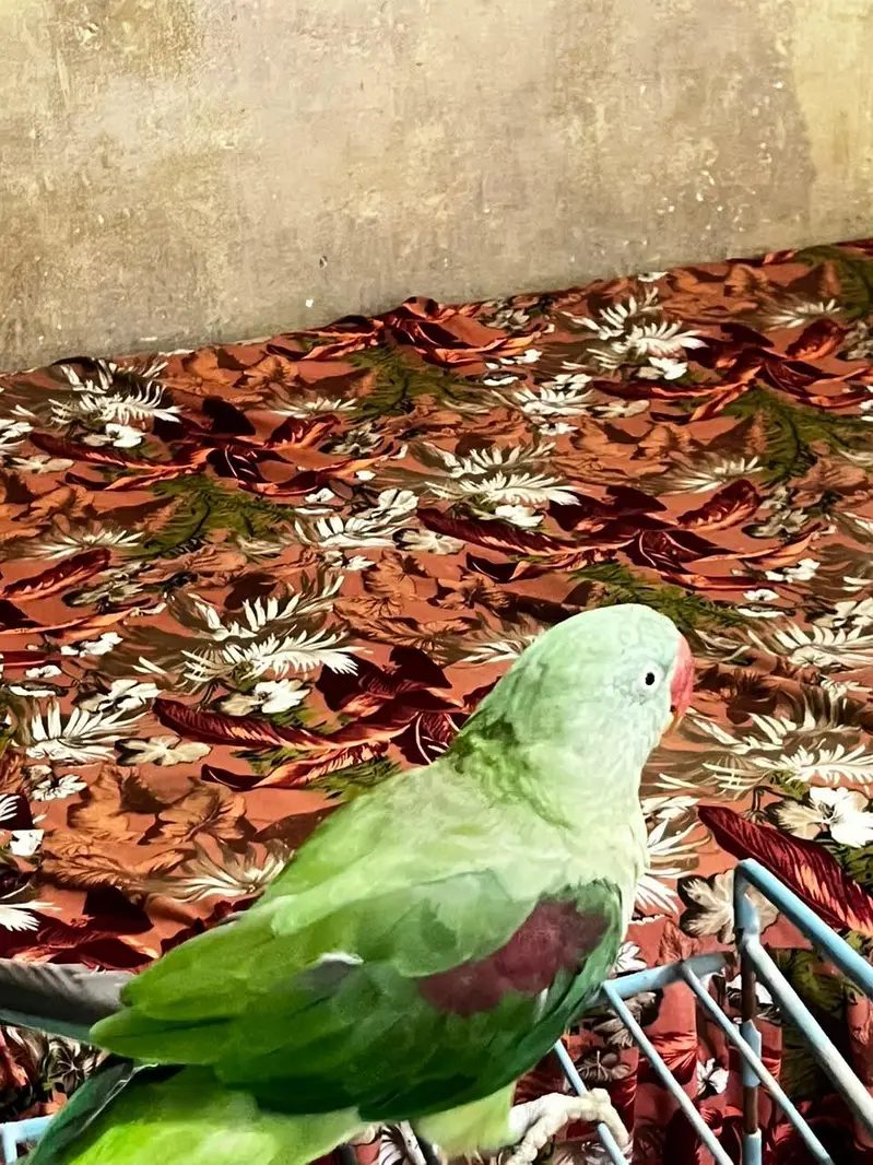 Kashmiri raw parrot healthy hand tame — photo 3
