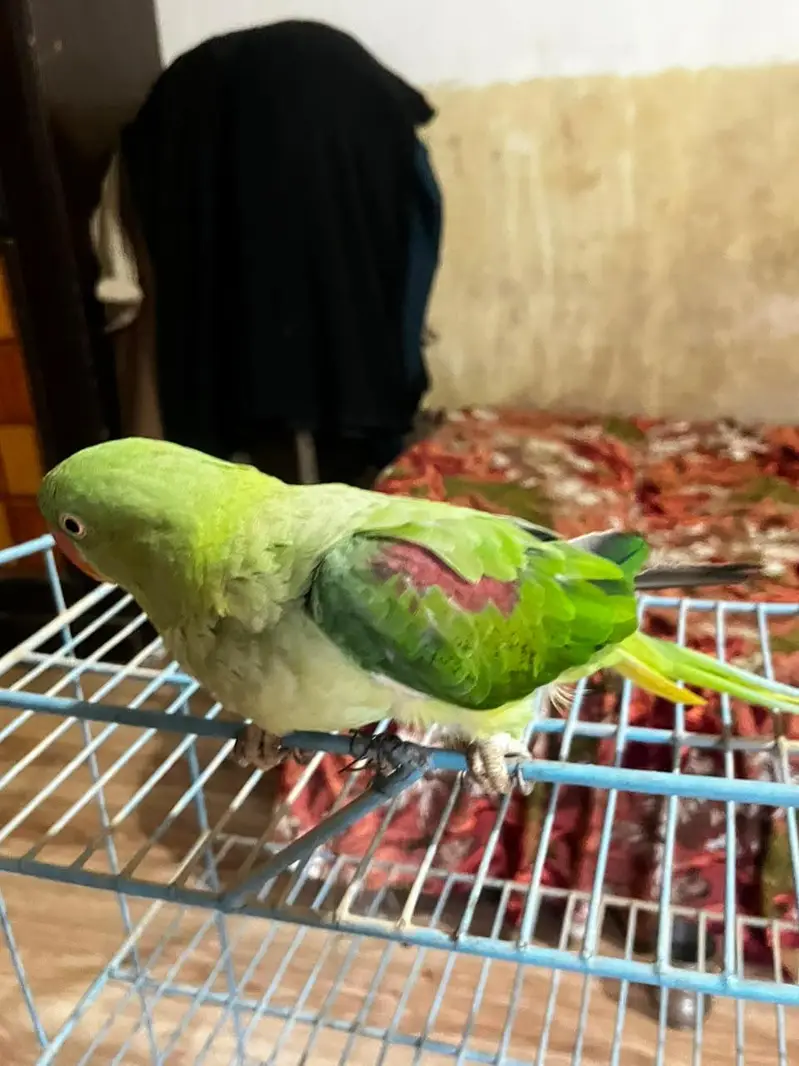 Kashmiri raw parrot healthy hand tame — photo 4