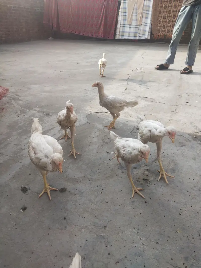 WHITE ASEEL ROASTER YOUNG CHICK AVAILABLE HIGH QUALITY — photo 2