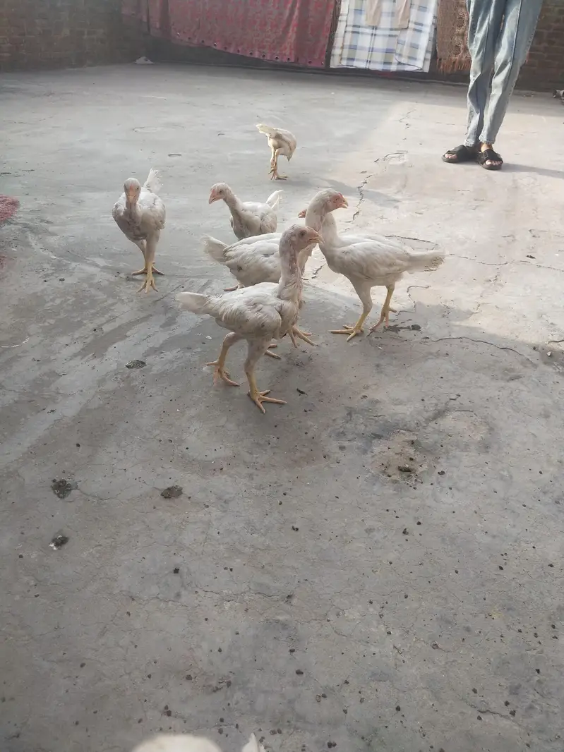 WHITE ASEEL ROASTER YOUNG CHICK AVAILABLE HIGH QUALITY — photo 3