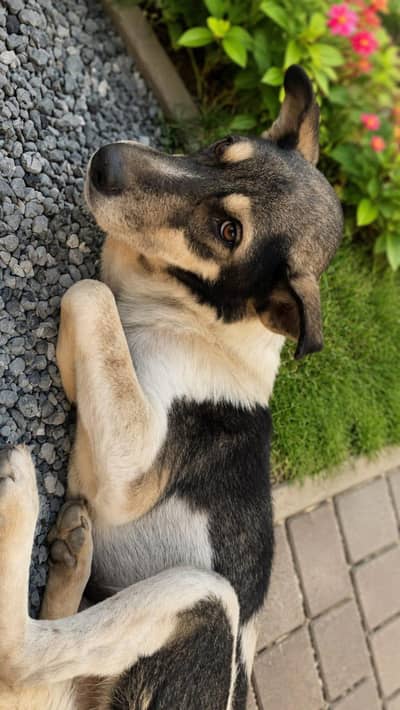 dog for sale