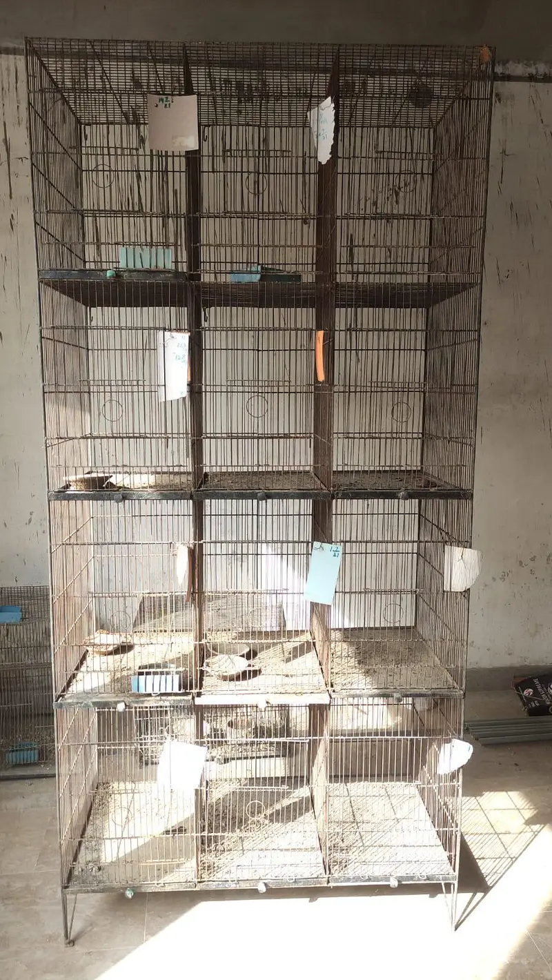 Bird Cages — photo 2