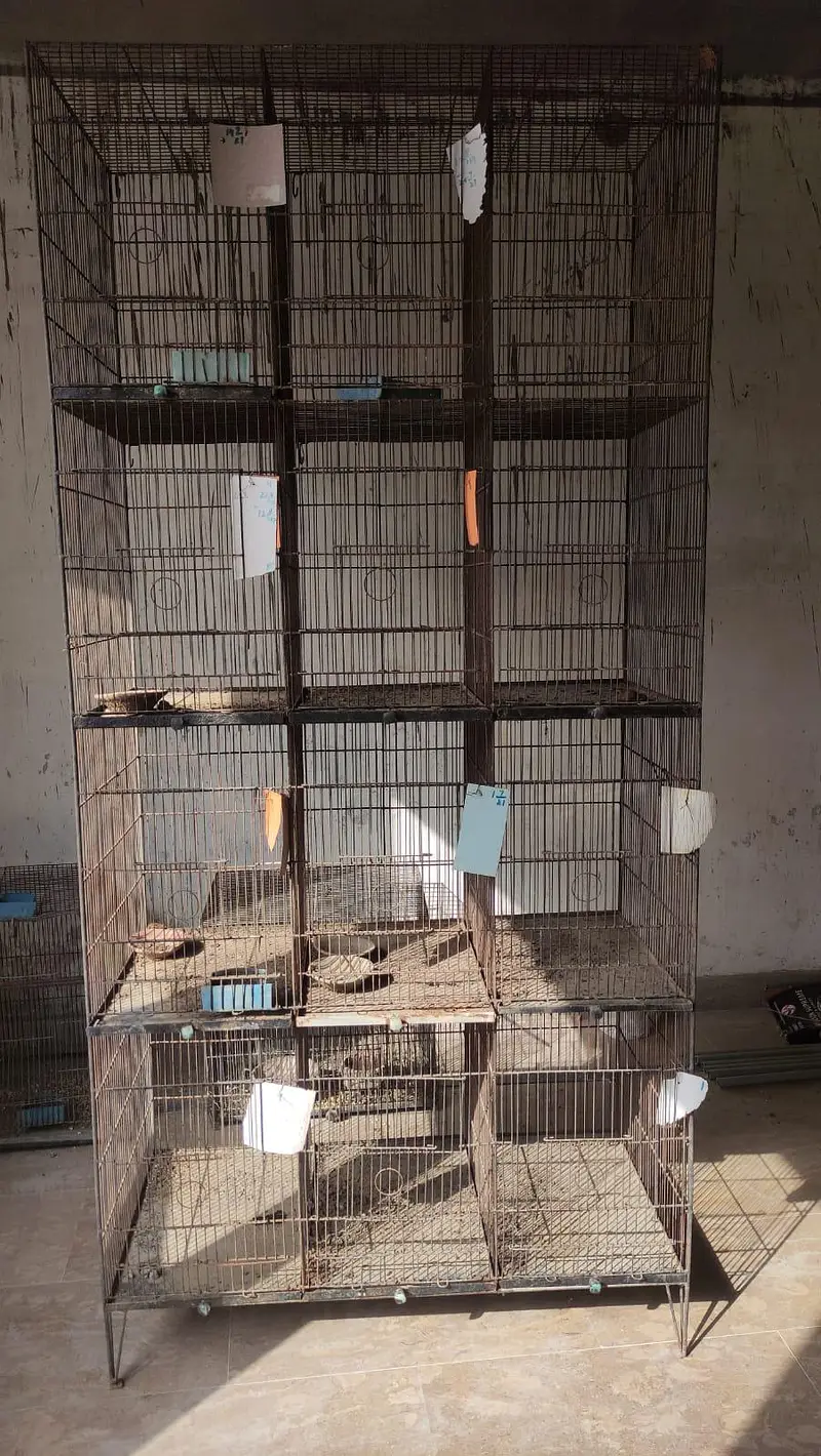 Bird Cages — photo 3
