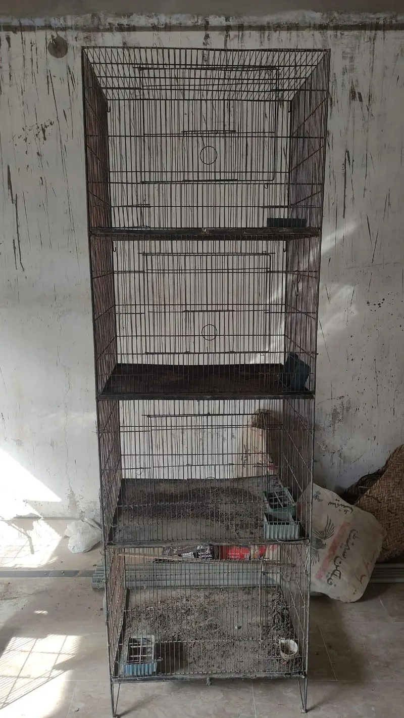Bird Cages — photo 4