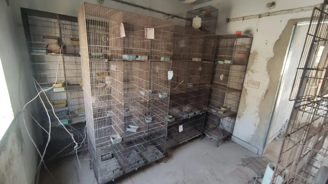 Bird Cages — photo 6