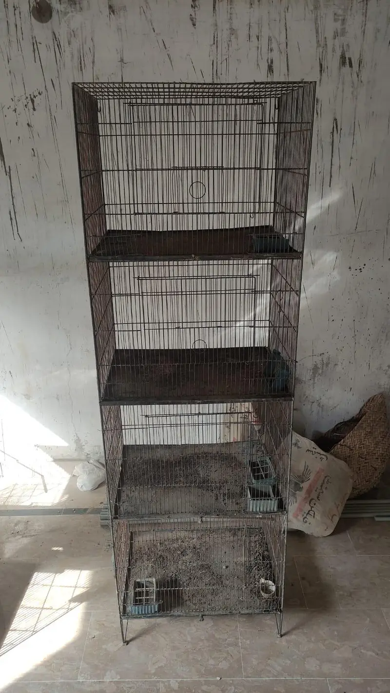 Bird Cages — photo 8