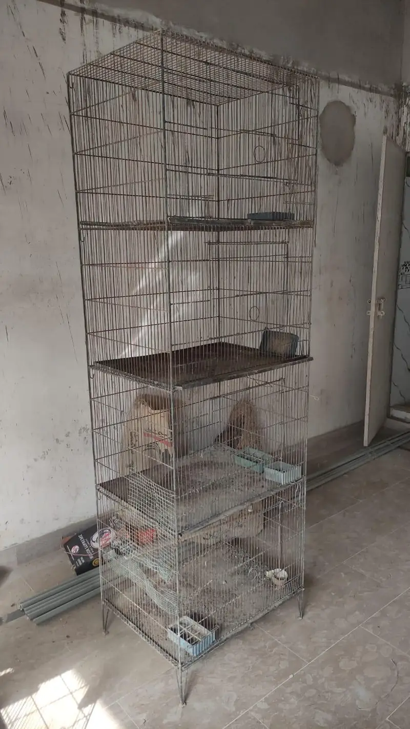 Bird Cages — photo 9