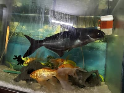 Blue line shark big size 20 inch plus