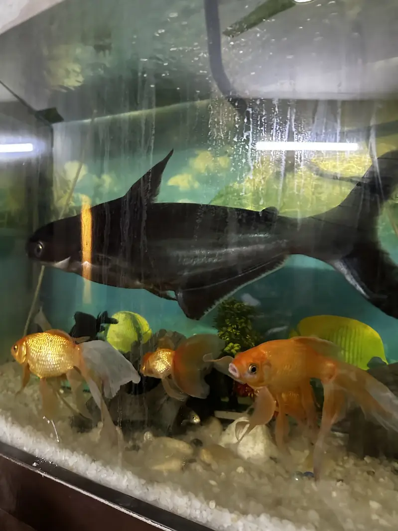 Blue line shark big size 20 inch plus — photo 2