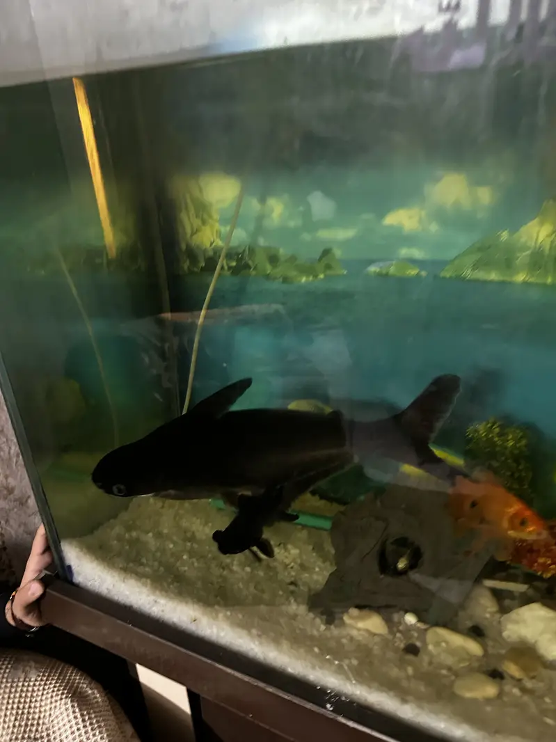 Blue line shark big size 20 inch plus — photo 4