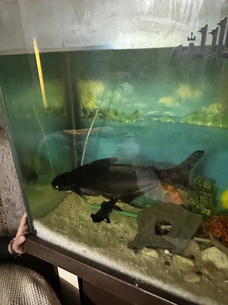Blue line shark big size 20 inch plus — photo 5