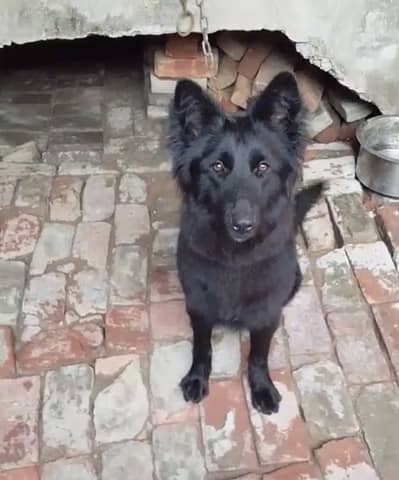 German shephard long Coat female for sale