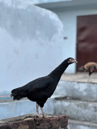 Aseel hens Thai Cross