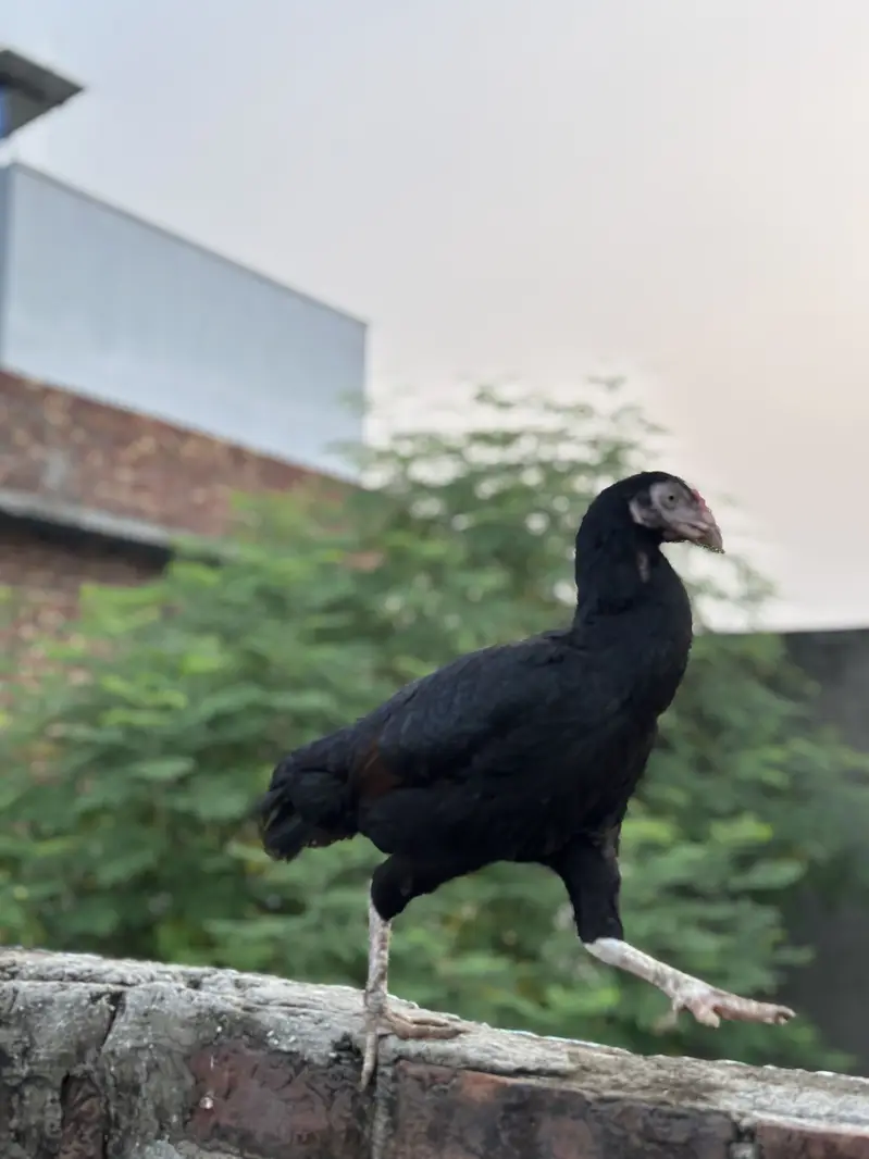 Aseel hens Thai Cross — photo 2