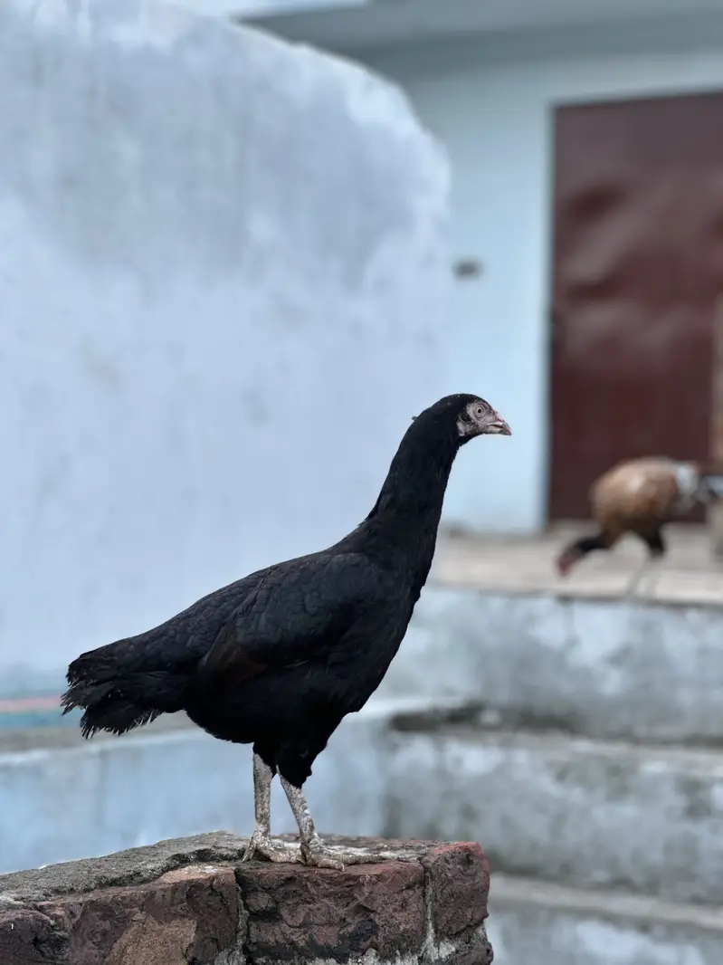 Aseel hens Thai Cross — photo 4