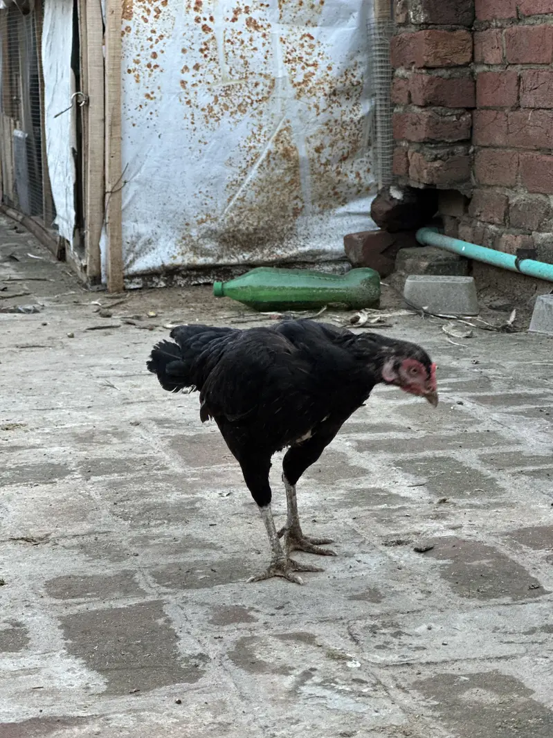 Aseel hens Thai Cross — photo 5
