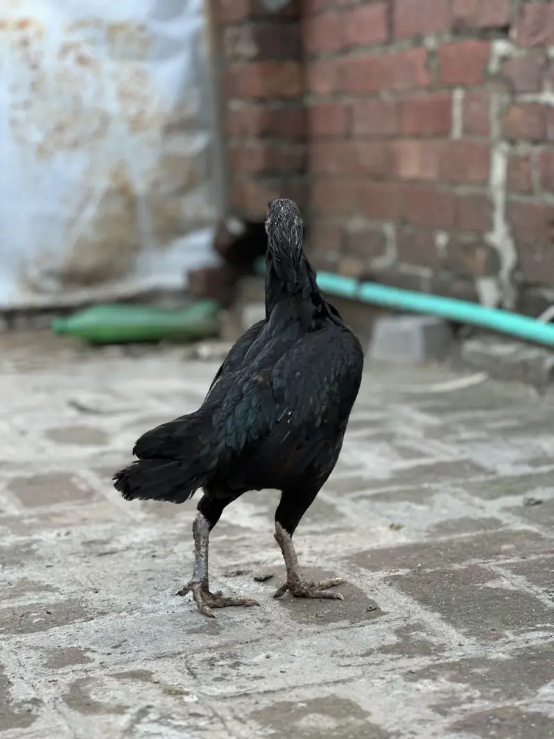 Aseel hens Thai Cross — photo 6
