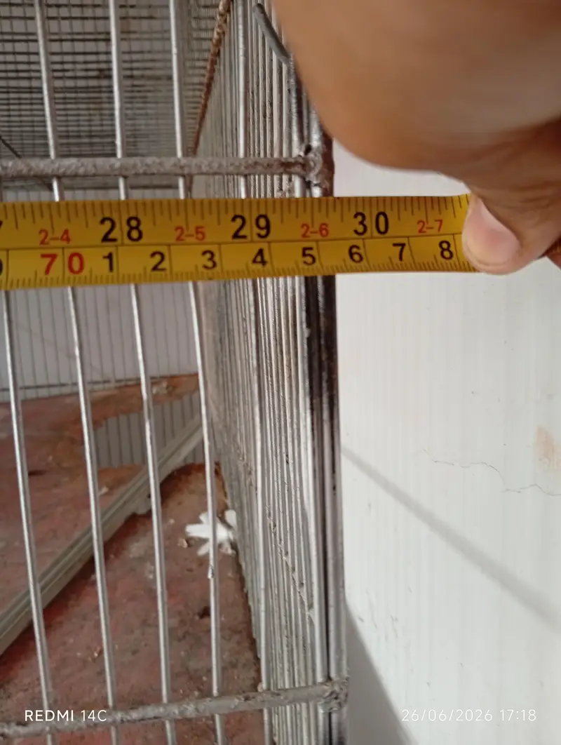 4 portion cage — photo 9