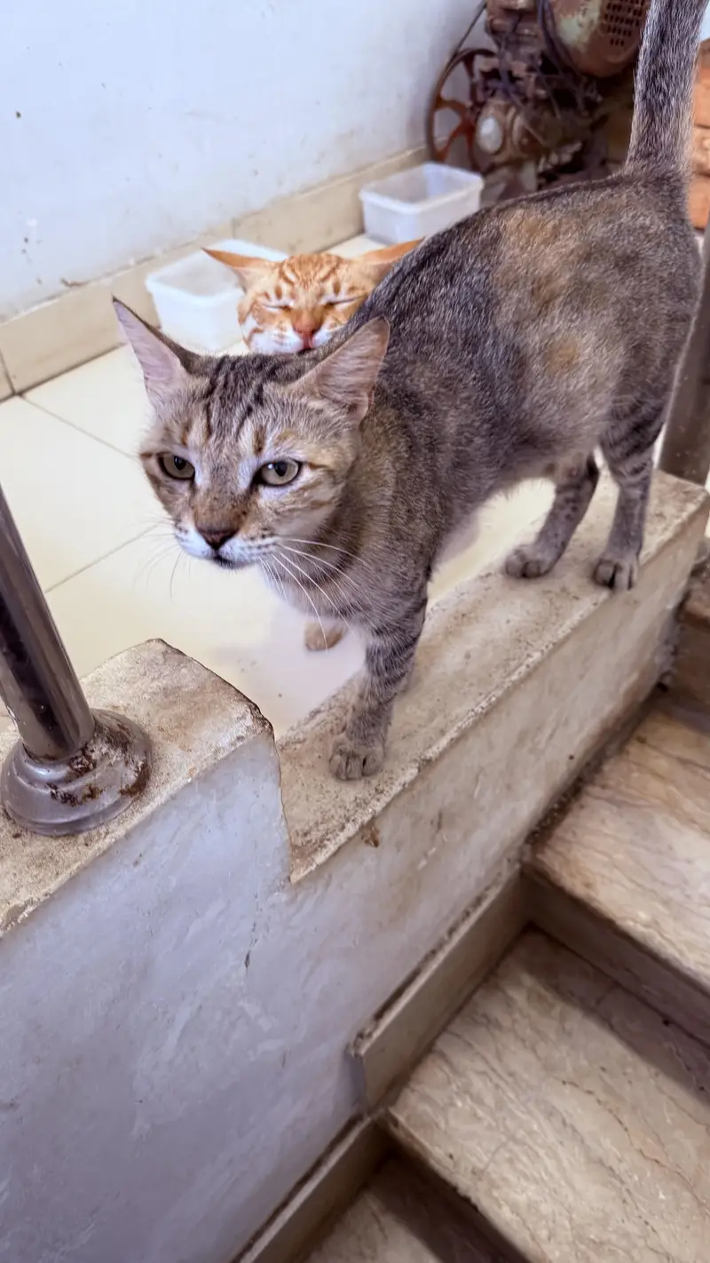 semi persian kittens and cats for adoption — photo 2