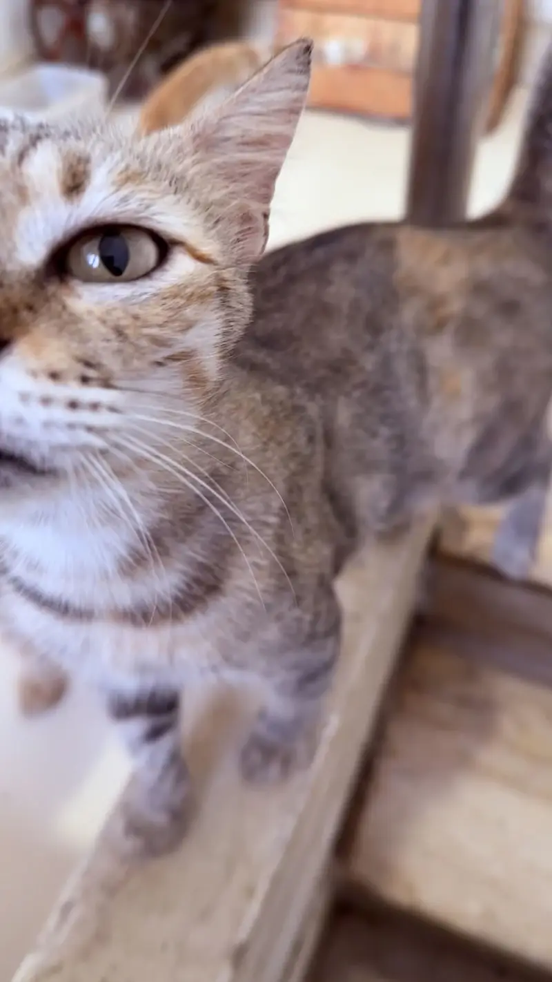 semi persian kittens and cats for adoption — photo 3