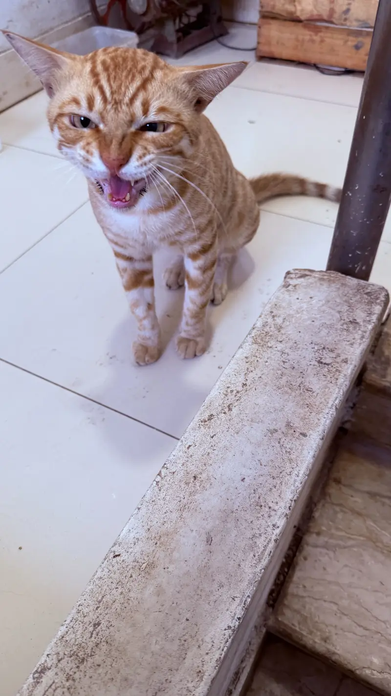 semi persian kittens and cats for adoption — photo 4