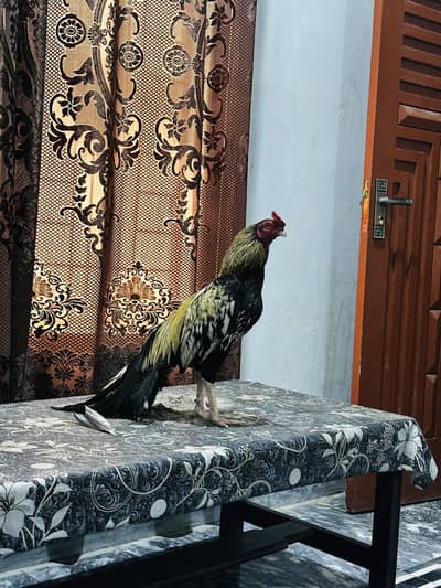 Merthi aseel