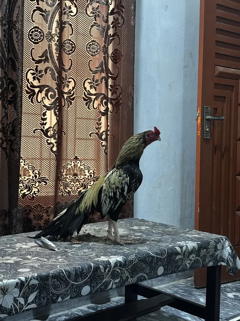 Merthi aseel — photo 3