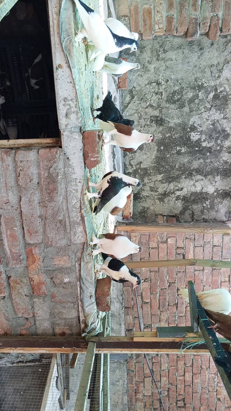 Pigeon  1