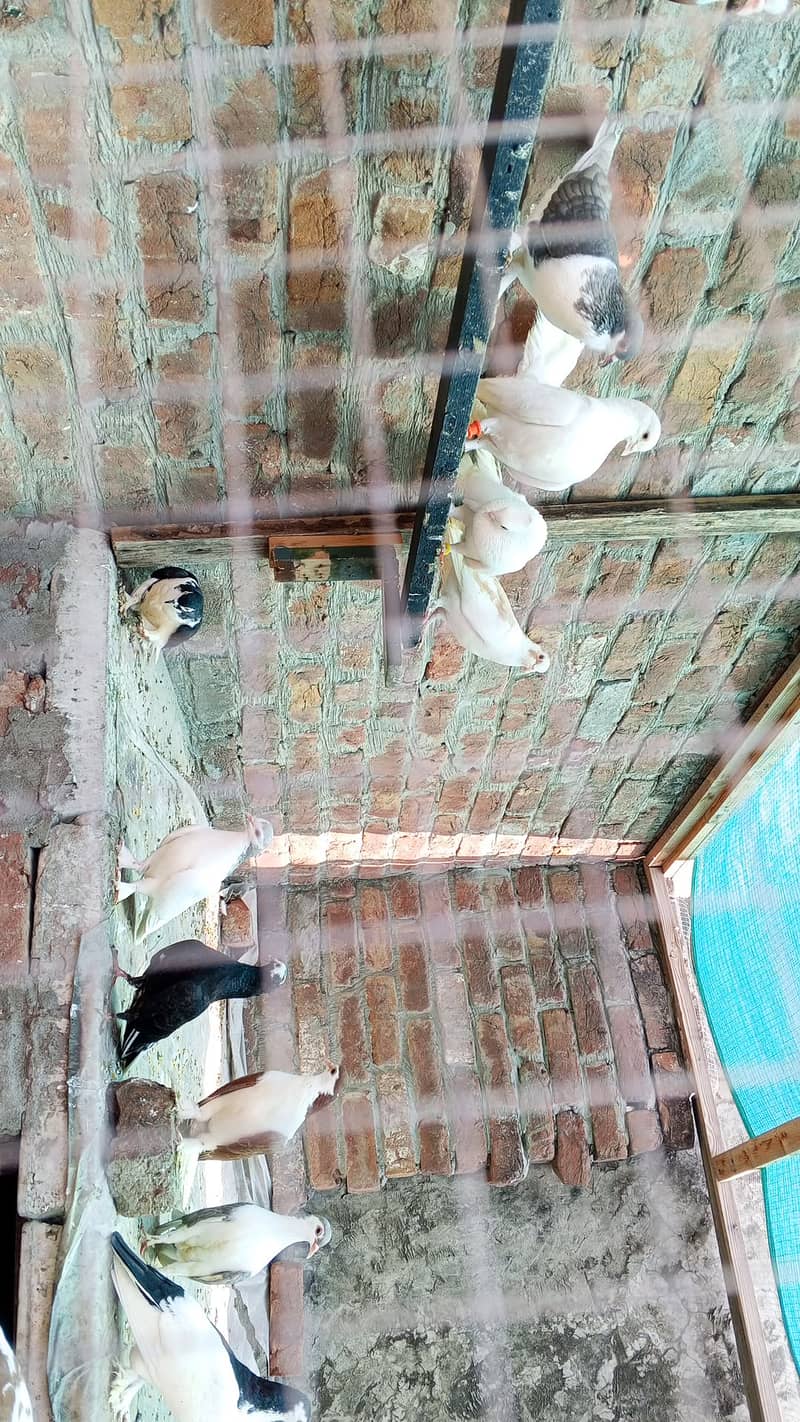 Pigeon  2
