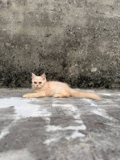 3 Beautiful 4-Month-Old Kittens Available for a Loving Home