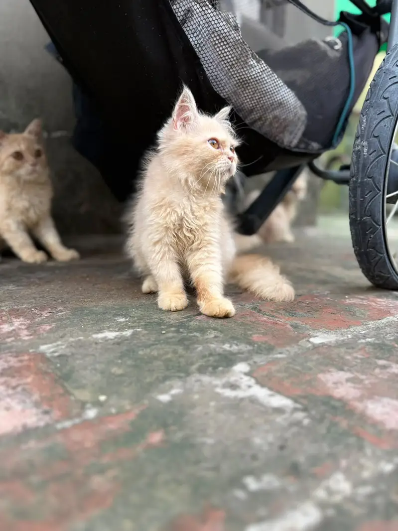 3 Beautiful 4-Month-Old Kittens Available for a Loving Home — photo 2