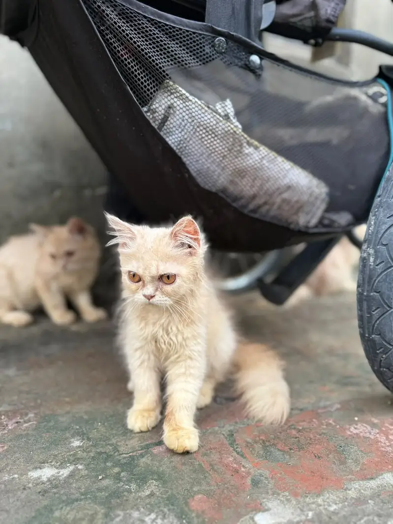 3 Beautiful 4-Month-Old Kittens Available for a Loving Home — photo 3