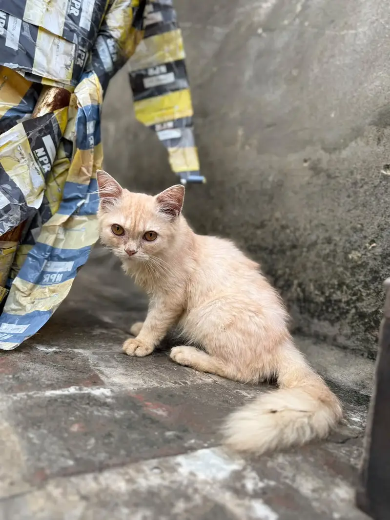 3 Beautiful 4-Month-Old Kittens Available for a Loving Home — photo 4