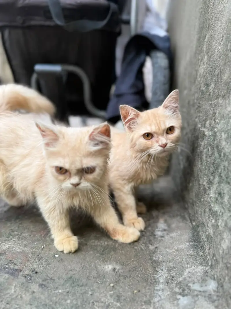 3 Beautiful 4-Month-Old Kittens Available for a Loving Home — photo 5